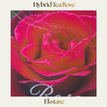 Hybrid Tea — Ekstase
