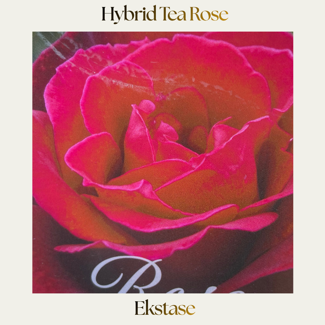 Hybrid Tea — Ekstase