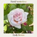 David Austin — Emily Bronte