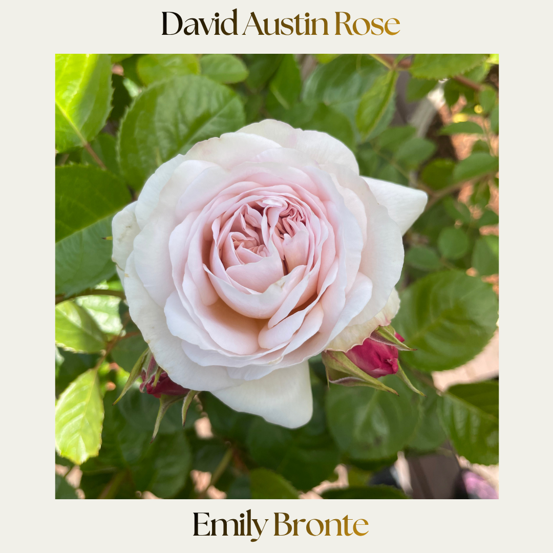 David Austin — Emily Bronte