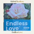 Hybrid Tea — Endless Love
