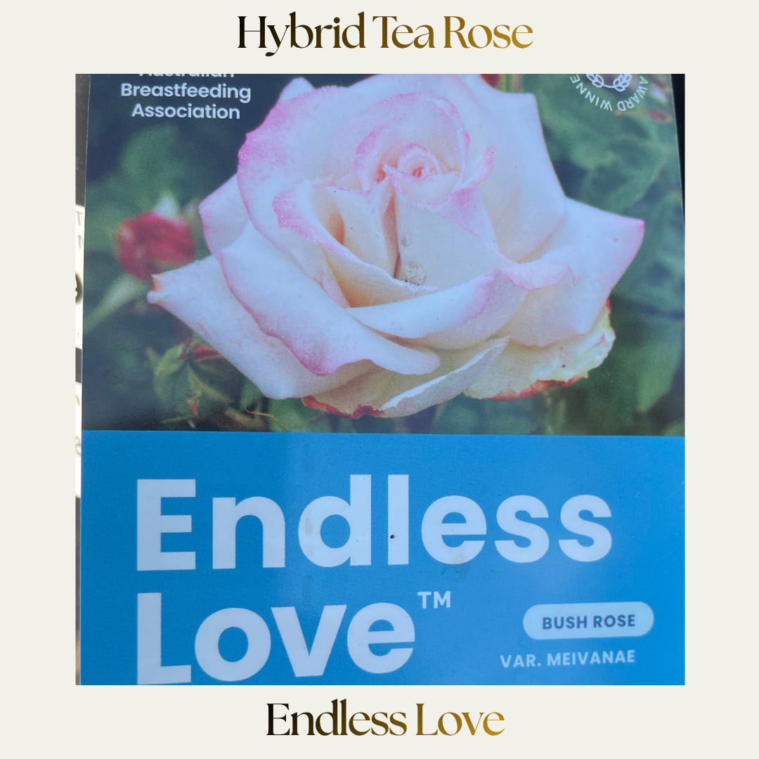 Hybrid Tea — Endless Love