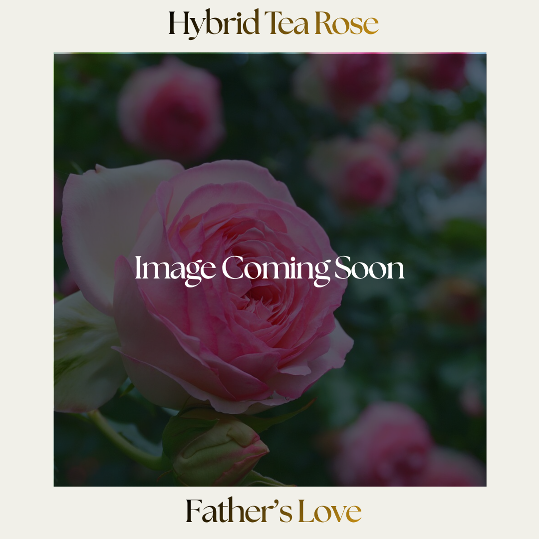 Hybrid Tea — Father's Love
