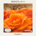 Hybrid Tea — Fearless