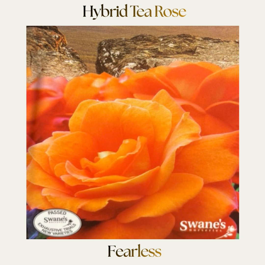 Hybrid Tea — Fearless