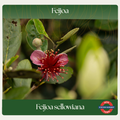 Feijoa