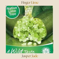 Citrus — Jasper Jade Finger Lime