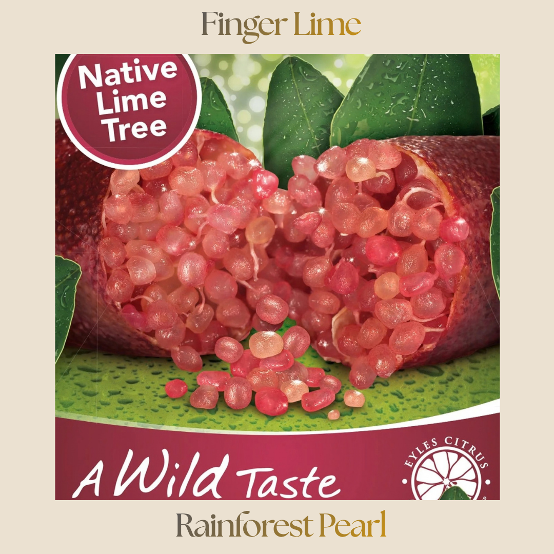 Citrus — Rainforest Pearl Finger Lime