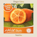 Citrus — Sunrise Finger Lime
