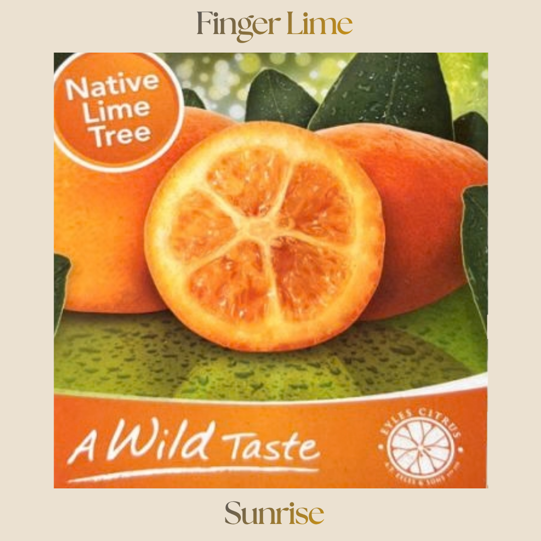 Citrus — Sunrise Finger Lime