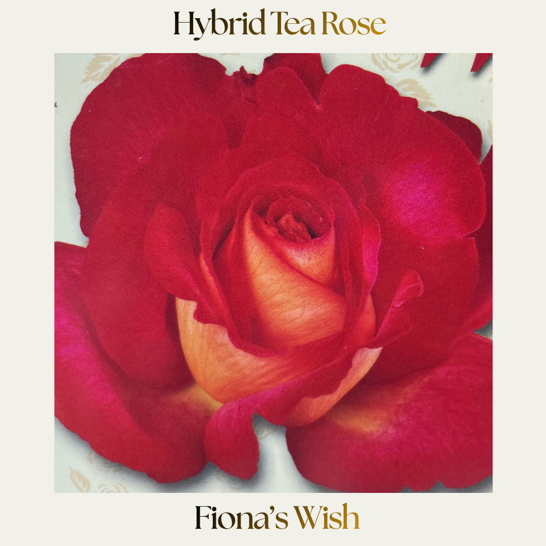 Hybrid Tea — Fiona's Wish