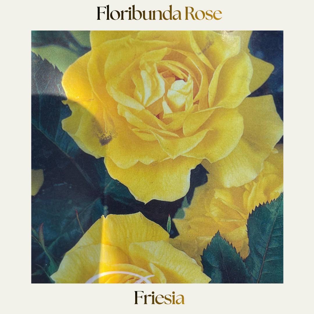 Floribunda — Friesia