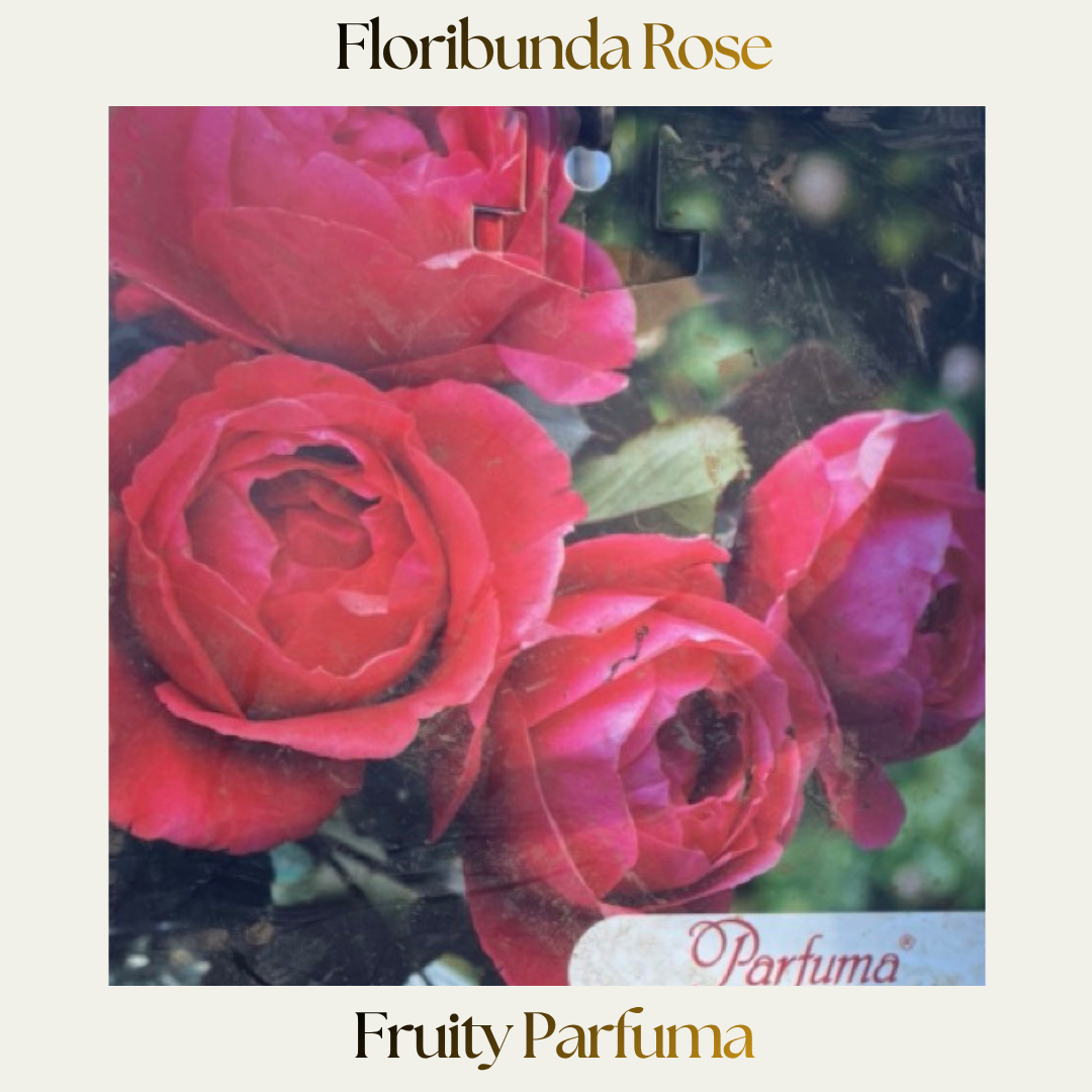 Floribunda — Fruity Parfuma
