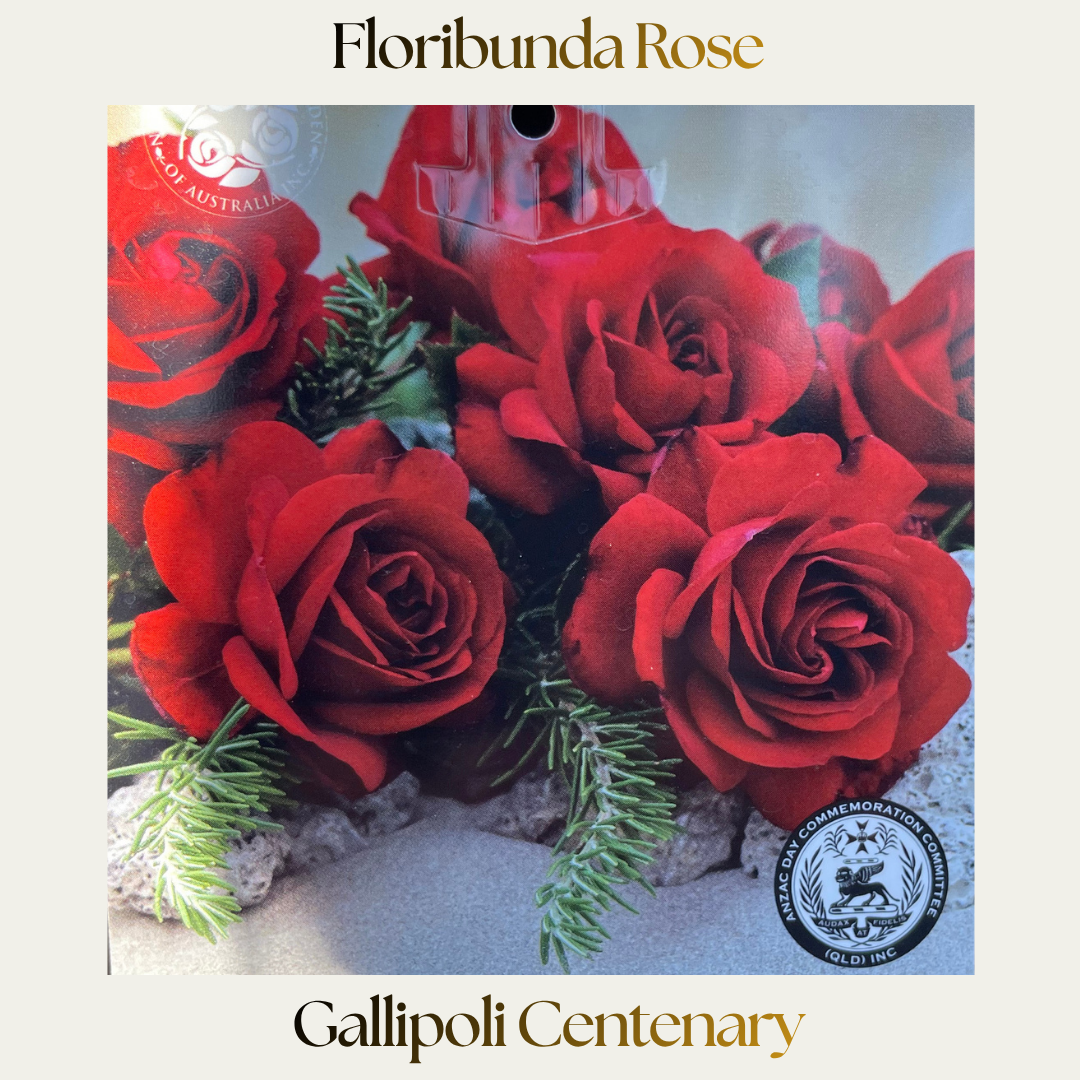 Floribunda — Gallipoli Centenary
