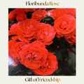 Floribunda — Gift Of Friendship