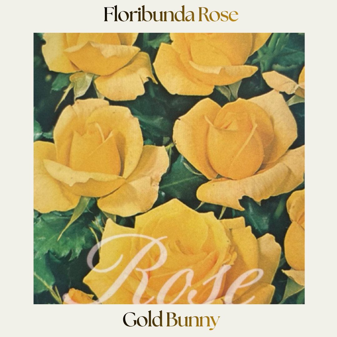 Floribunda — Gold Bunny