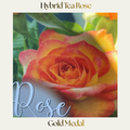 Hybrid Tea — Gold Medal
