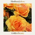 Floribunda — Golden Beauty