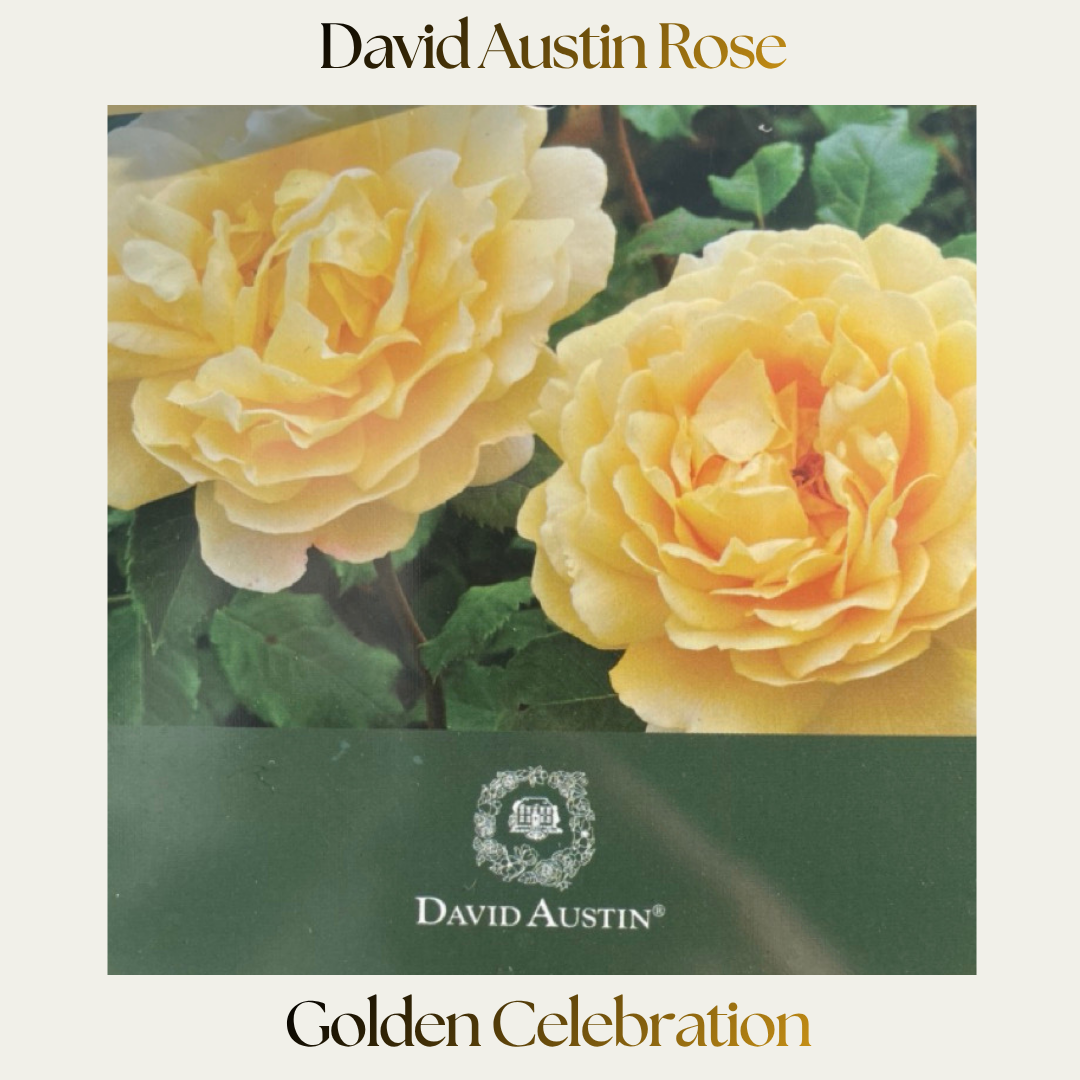 David Austin — Golden Celebration