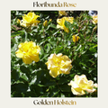 Floribunda — Golden Holstein