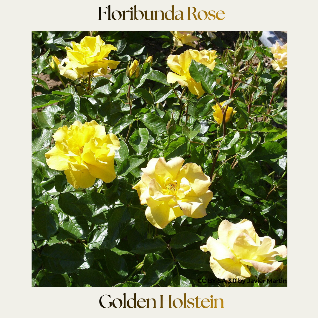 Floribunda — Golden Holstein