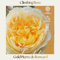 Climbing Rose — Golden Pierre De Ronsard