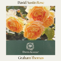 David Austin — Graham Thomas