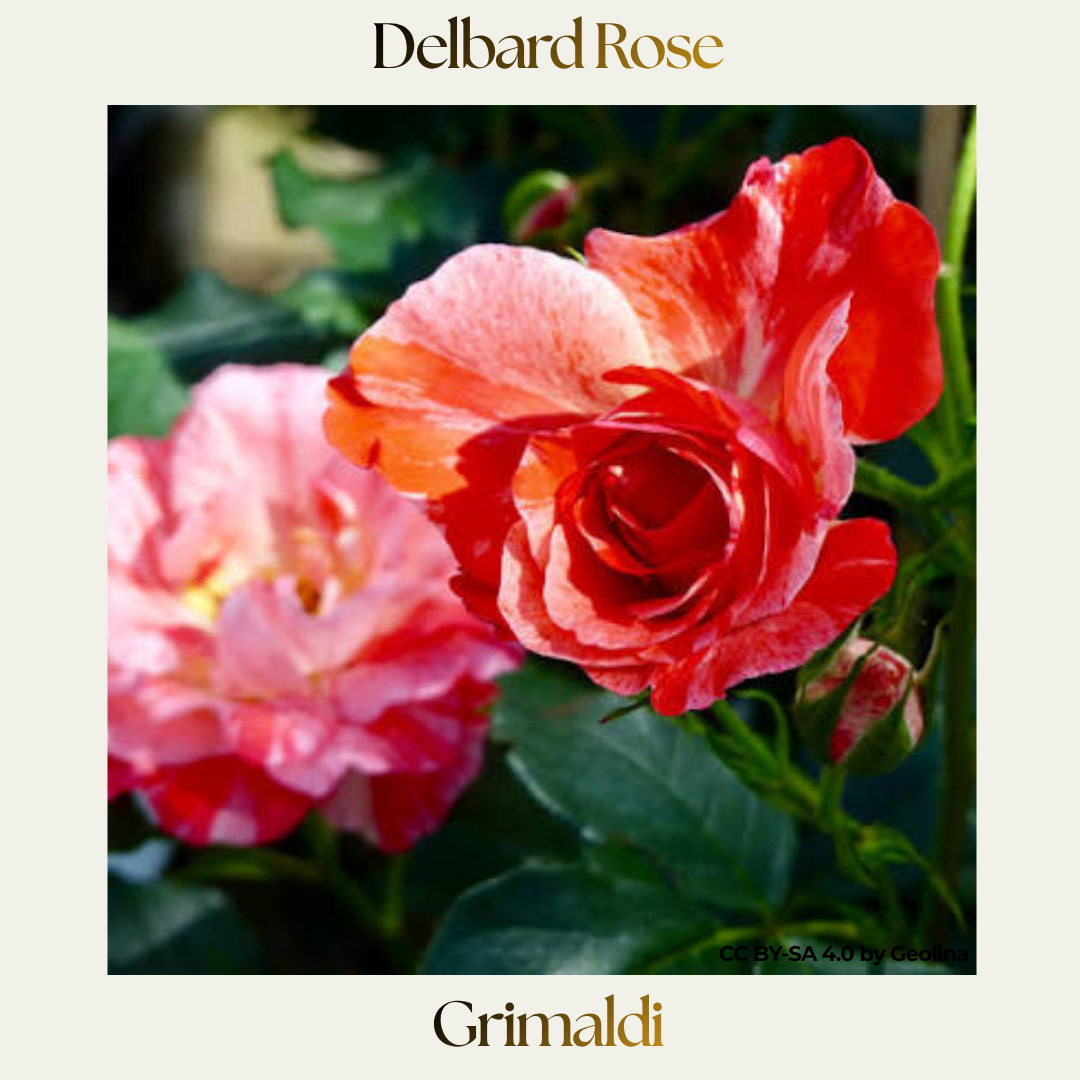 Delbard — Grimaldi