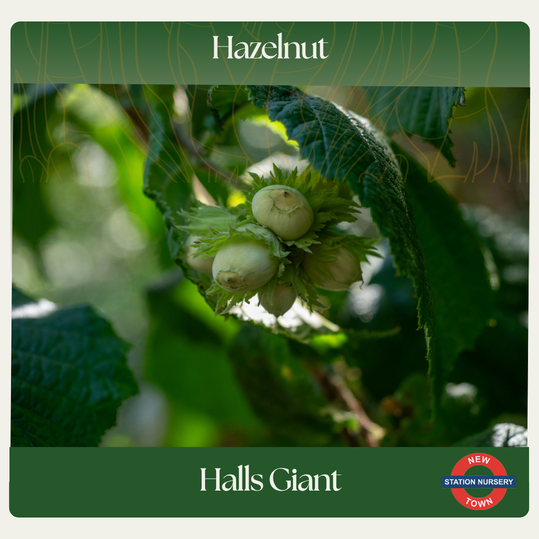Hazelnut — Halls Giant
