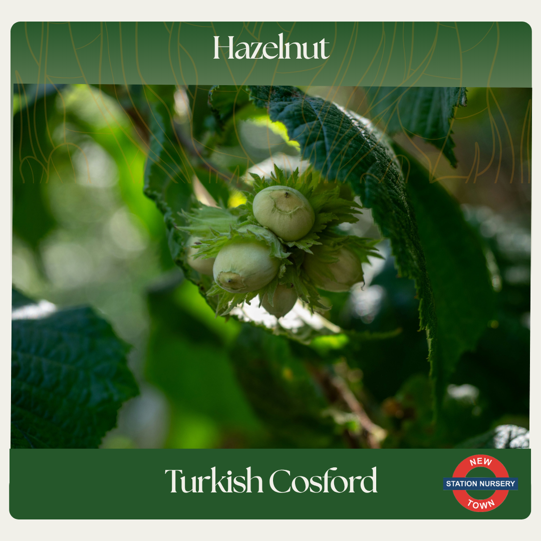 Hazelnut — Turkish Cosford