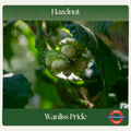 Hazelnut — Wanliss Pride