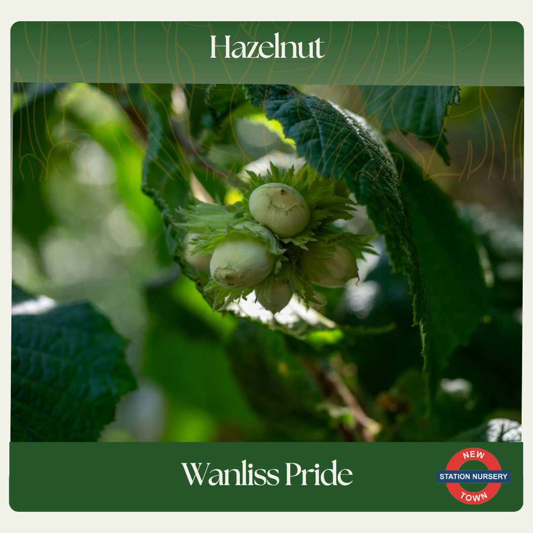 Hazelnut — Wanliss Pride