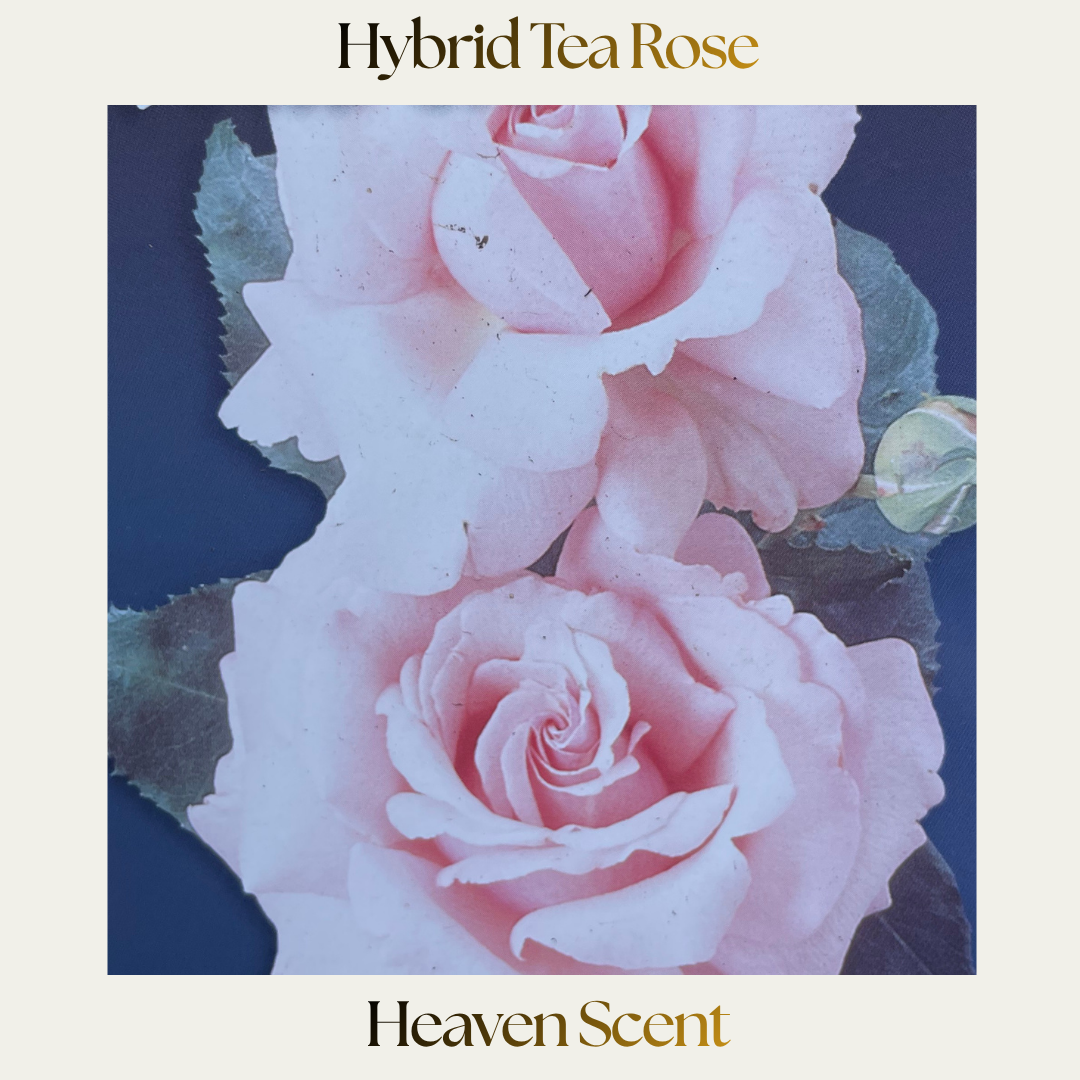 Hybrid Tea — Heaven Scent