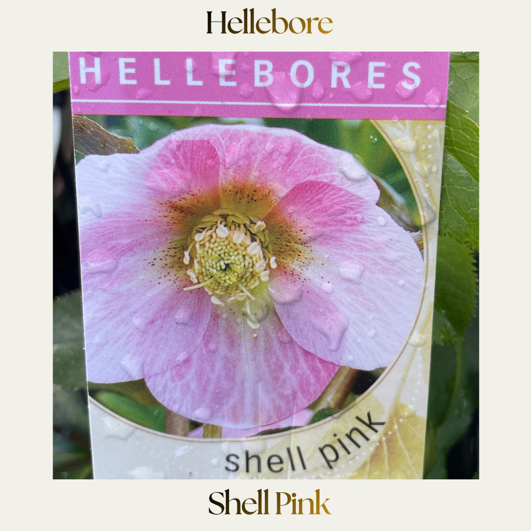 Hellebore — Shell Pink