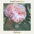 David Austin — Heritage
