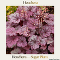 Heuchera — Sugar Plum