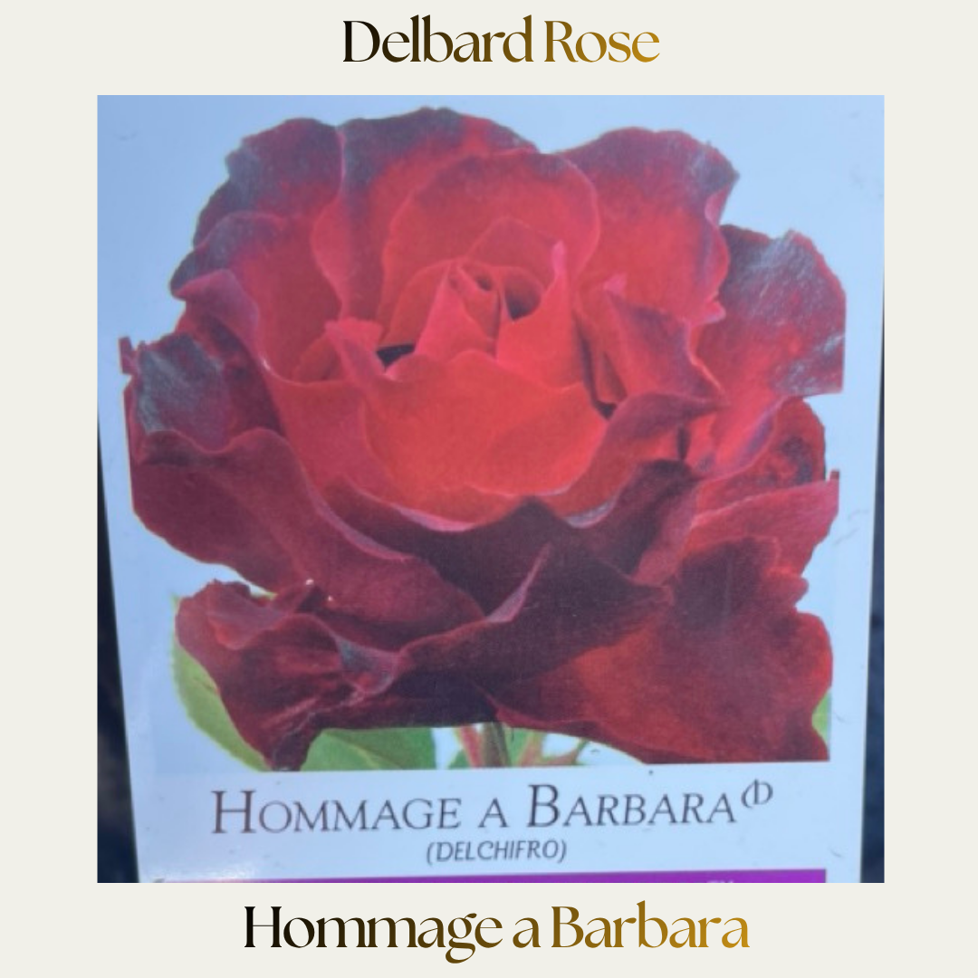 Delbard — Hommage à Barbara