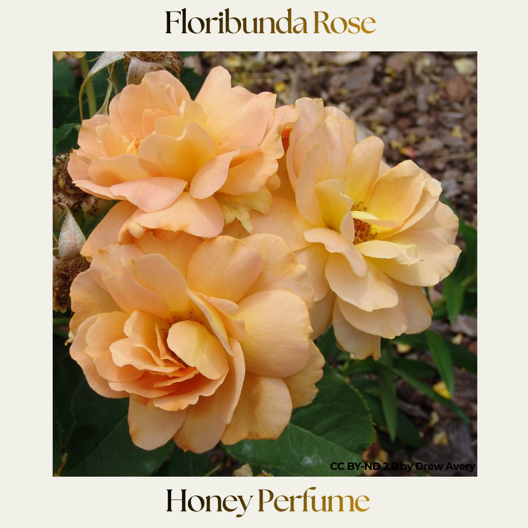 Floribunda — Honey Perfume