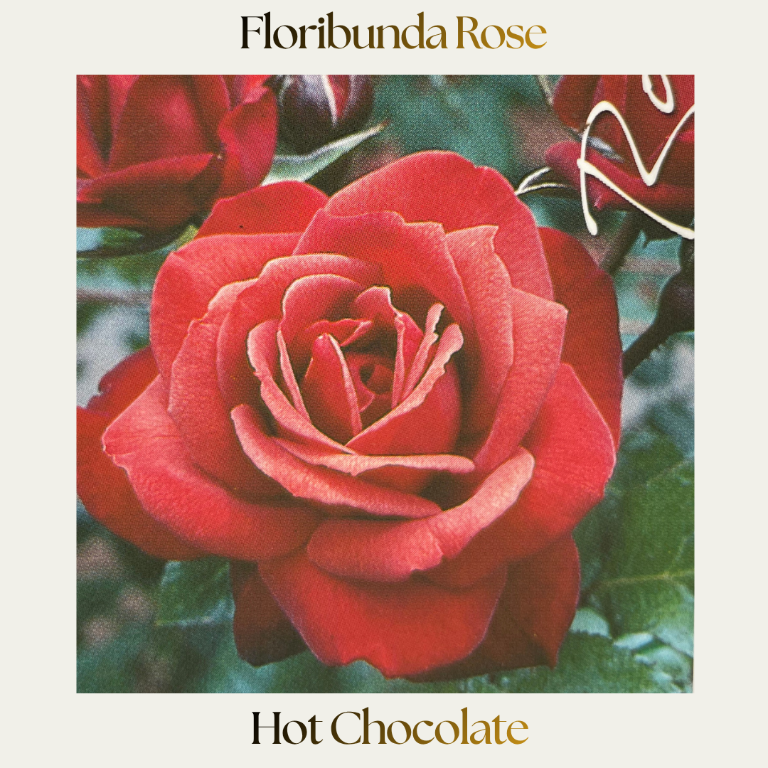 Floribunda — Hot Chocolate