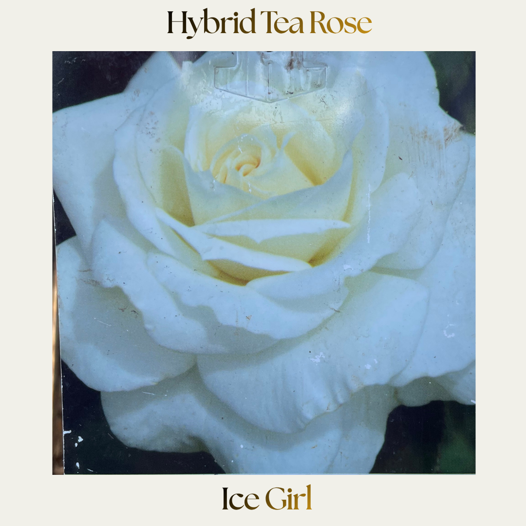Hybrid Tea — Ice Girl