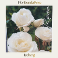 Floribunda — White Iceberg