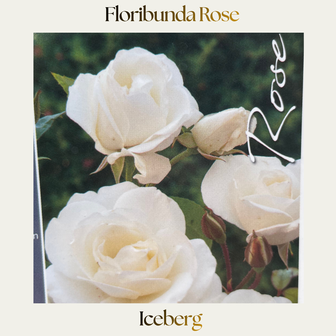 Floribunda — White Iceberg