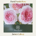David Austin — James Galway