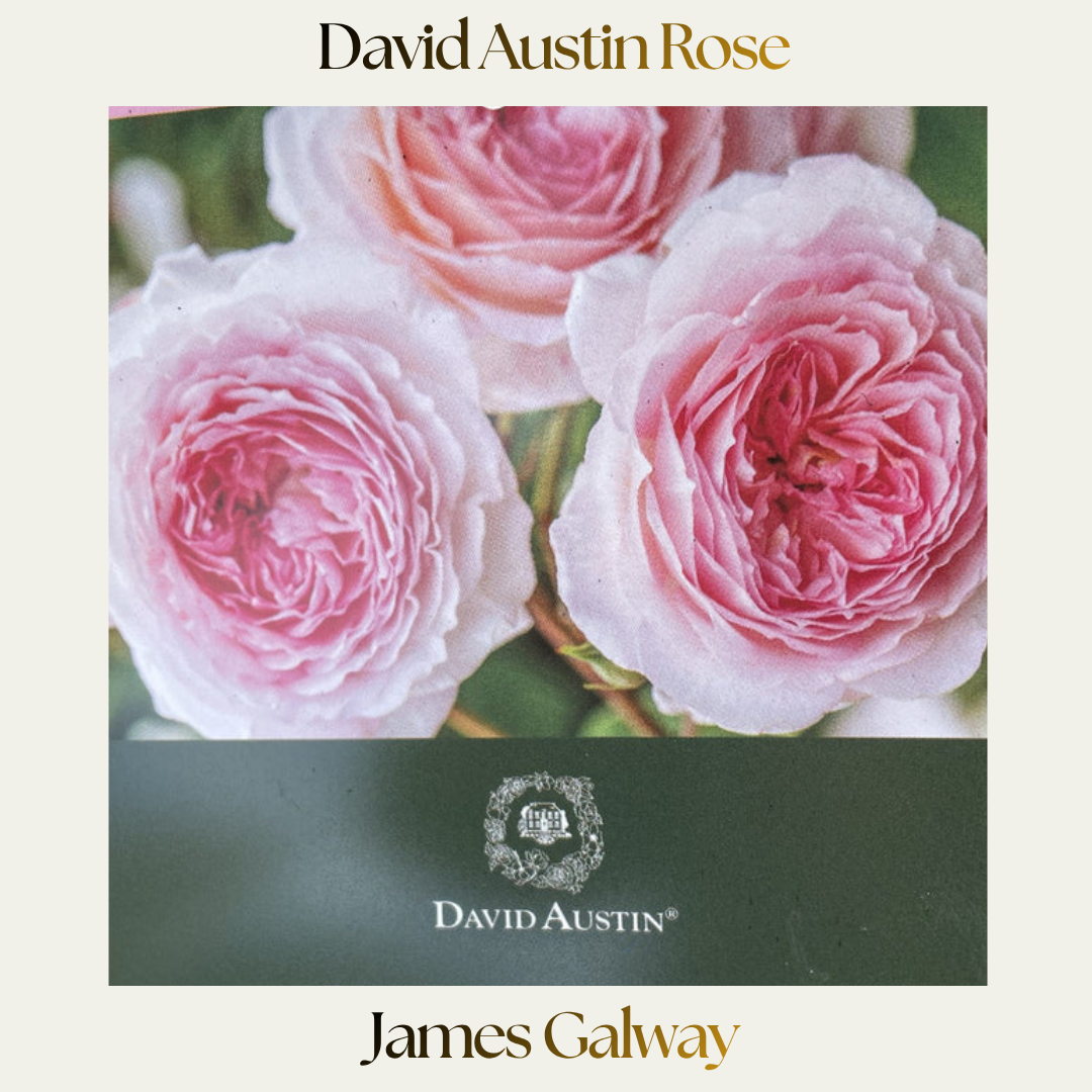 David Austin — James Galway