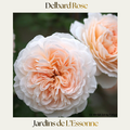 Delbard — Jardin de l'Essonne