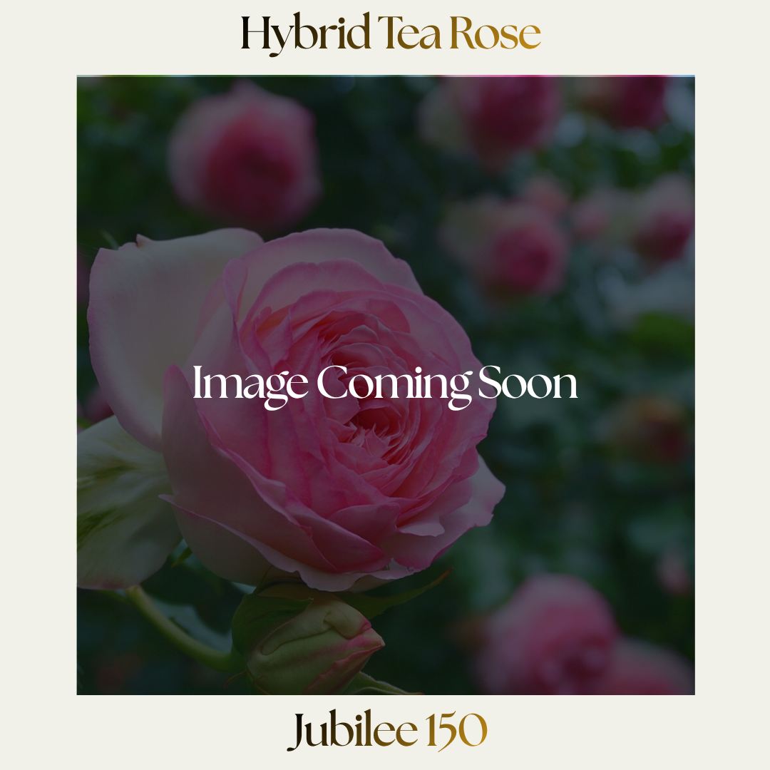 Hybrid Tea — Jubilee 150