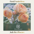 David Austin — Jude The Obscure