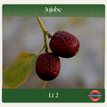 Jujube — Li 2