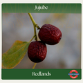 Jujube — Redlands