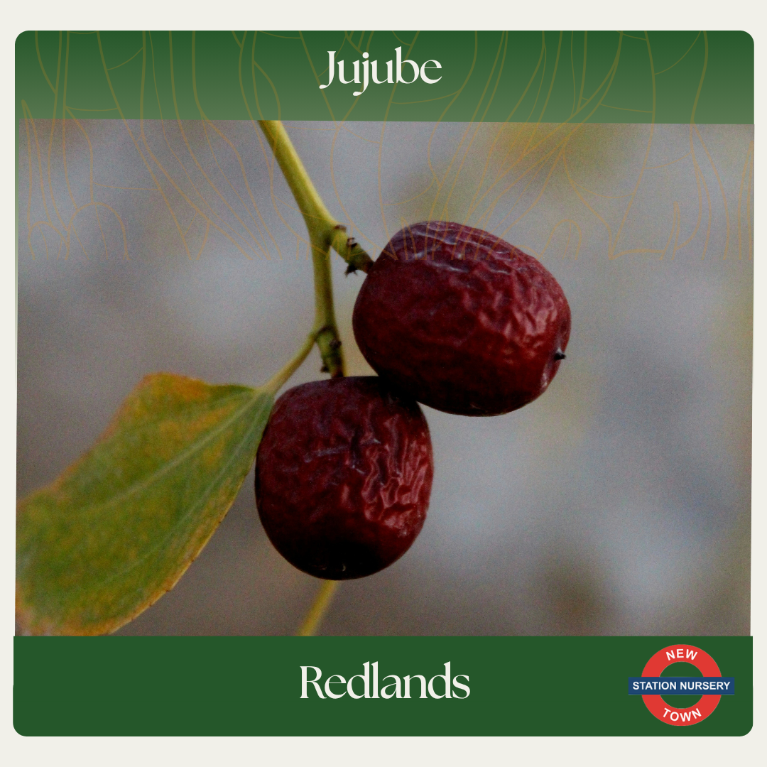 Jujube — Redlands